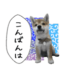 豆柴くんスタンプ（個別スタンプ：3）