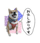 豆柴くんスタンプ（個別スタンプ：4）