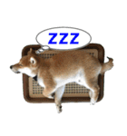 豆柴くんスタンプ（個別スタンプ：5）