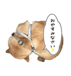 豆柴くんスタンプ（個別スタンプ：6）