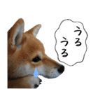 豆柴くんスタンプ（個別スタンプ：7）