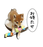 豆柴くんスタンプ（個別スタンプ：8）
