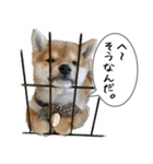 豆柴くんスタンプ（個別スタンプ：9）
