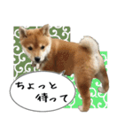 豆柴くんスタンプ（個別スタンプ：10）
