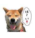 豆柴くんスタンプ（個別スタンプ：11）