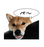 豆柴くんスタンプ（個別スタンプ：12）