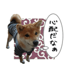 豆柴くんスタンプ（個別スタンプ：13）