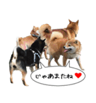 豆柴くんスタンプ（個別スタンプ：15）