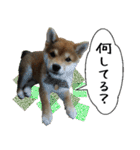 豆柴くんスタンプ（個別スタンプ：16）