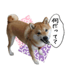 豆柴くんスタンプ（個別スタンプ：17）