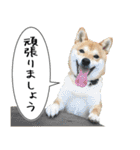 豆柴くんスタンプ（個別スタンプ：19）