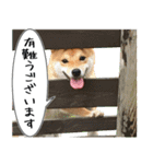 豆柴くんスタンプ（個別スタンプ：20）