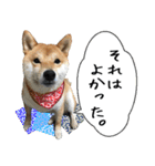 豆柴くんスタンプ（個別スタンプ：21）