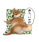 豆柴くんスタンプ（個別スタンプ：22）