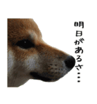 豆柴くんスタンプ（個別スタンプ：23）
