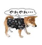 豆柴くんスタンプ（個別スタンプ：25）
