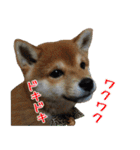 豆柴くんスタンプ（個別スタンプ：26）
