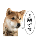 豆柴くんスタンプ（個別スタンプ：28）