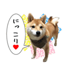 豆柴くんスタンプ（個別スタンプ：30）