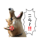 豆柴くんスタンプ（個別スタンプ：31）