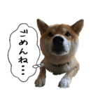 豆柴くんスタンプ（個別スタンプ：32）
