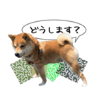 豆柴くんスタンプ（個別スタンプ：33）