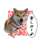 豆柴くんスタンプ（個別スタンプ：34）