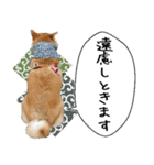 豆柴くんスタンプ（個別スタンプ：35）