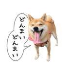 豆柴くんスタンプ（個別スタンプ：36）