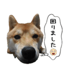 豆柴くんスタンプ（個別スタンプ：39）
