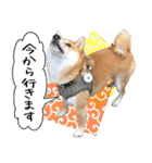 豆柴くんスタンプ（個別スタンプ：40）