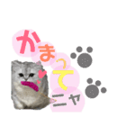 ミヌエットのmimi（個別スタンプ：16）
