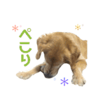 ぴあじぇ（個別スタンプ：4）