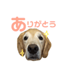 ぴあじぇ（個別スタンプ：9）
