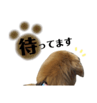 ぴあじぇ（個別スタンプ：15）