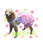 ぴあじぇ（個別スタンプ：16）