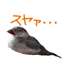 毎日癒され文鳥☆（個別スタンプ：4）