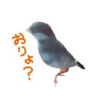 毎日癒され文鳥☆（個別スタンプ：6）