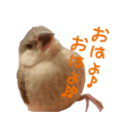 毎日癒され文鳥☆（個別スタンプ：11）