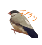 毎日癒され文鳥☆（個別スタンプ：14）