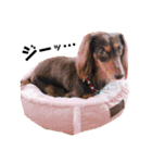 看板犬のアンジュさん2（個別スタンプ：1）