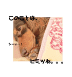 看板犬のアンジュさん2（個別スタンプ：6）
