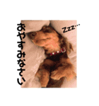 看板犬のアンジュさん2（個別スタンプ：8）