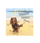 看板犬のアンジュさん2（個別スタンプ：9）