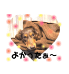 看板犬のアンジュさん2（個別スタンプ：10）