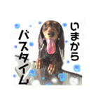 看板犬のアンジュさん2（個別スタンプ：12）