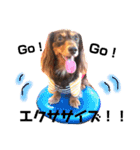 看板犬のアンジュさん2（個別スタンプ：13）