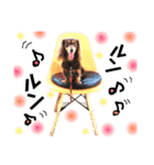 看板犬のアンジュさん2（個別スタンプ：16）