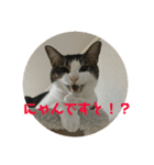 ねこのデニーロ（個別スタンプ：1）