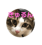 ねこのデニーロ（個別スタンプ：2）